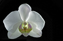 Er zijn een paar dingen waarmee u rekening moet houden om orchideeën op de juiste manier te laten groeien.