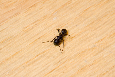Namesto strupa za mravlje lahko uporabite domača zdravila.