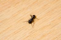 Zastąp truciznę na mrówki domowymi sposobami