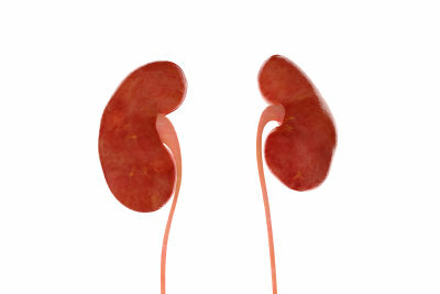 This is what the kidneys look like - but where are they located?