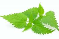Use nettle broth correctly against plant pests