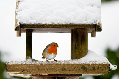 Vogelvoer in de winter is dierenwelzijn.