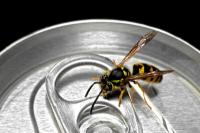 Apa yang harus dilakukan jika Anda mengalami pembengkakan akibat sengatan tawon?