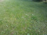 Sprinkle lawns in summer