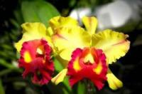 Omsorg for Cattleya orkideen