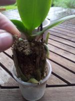 Mini orkide bakımı