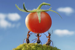 Mała mrówka ma dużą moc.