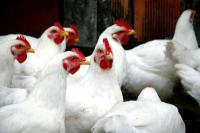פרעושים עוף בבית התרנגולות - כך נלחמים בטפילים