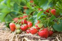 Plant og ta vare på jordbær
