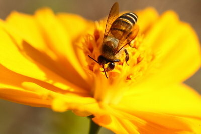 A abelha fornece remédios valiosos.