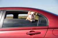 Rimuovi l'odore del cane in macchina con i rimedi casalinghi