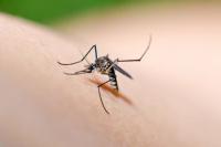 Vad lockas myggor till?