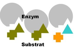 A clivagem ocorre apenas quando a enzima e o substrato combinam.
