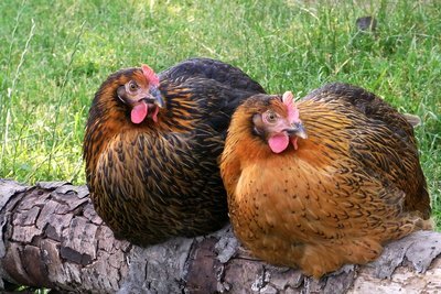 Los pollos sanos también pierden plumas.