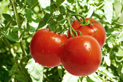 Zber červených paradajok.