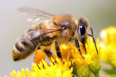 Een bijensteek doet pijn en jeukt.