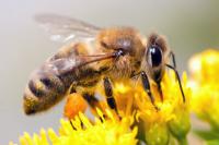 Que faire en cas de démangeaisons causées par une piqûre d'abeille ?