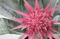 Obtain offshoots of bromeliads