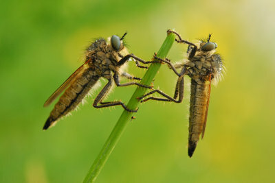 Mosquitos no jardim: mais fácil de se livrar do que você pensa.
