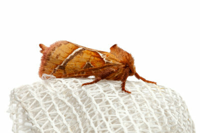 Food moths are particularly annoying pests.