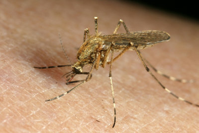 Effective insect repellent prevents inflammation and itching.