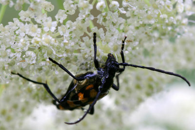 Infestasi kumbang dapat memiliki penyebab yang berbeda.