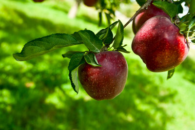 Omenapuun tuholaisia ​​voidaan torjua hyvin kotitehoilla.