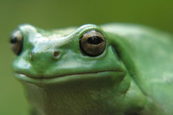 Indra pendengaran sangat penting pada katak.