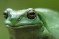 What does the frog hear with?