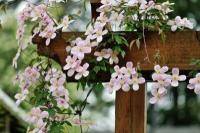 Install a climbing aid for the clematis