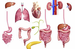 Un organo è un'unità funzionale all'interno del corpo.